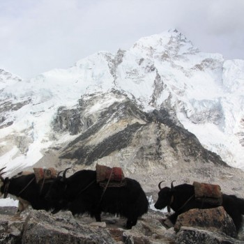 Yak Attack on Everest Gokyo Cho L Pass Trek